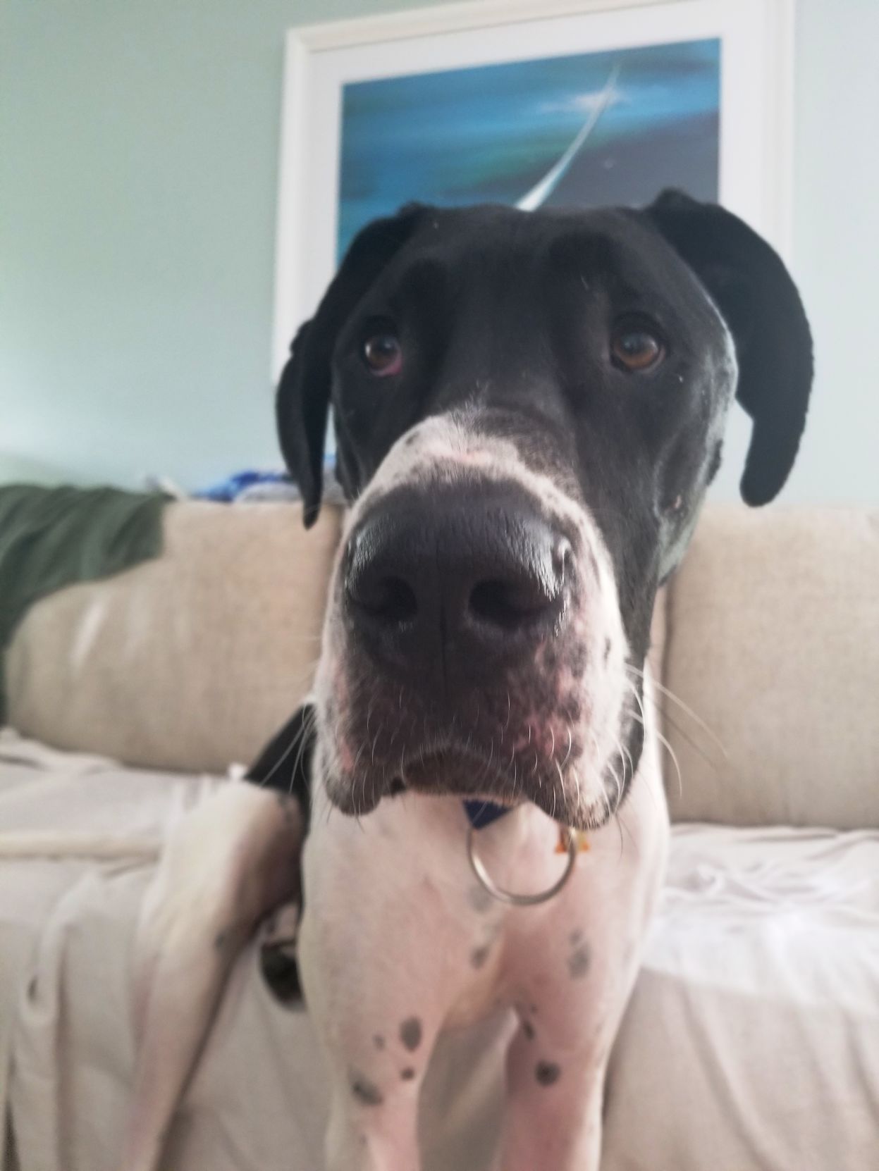 Mid-Atlantic Great Dane Rescue League - Scooby2.jpg